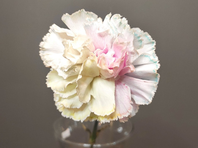 Диантус разноцветный