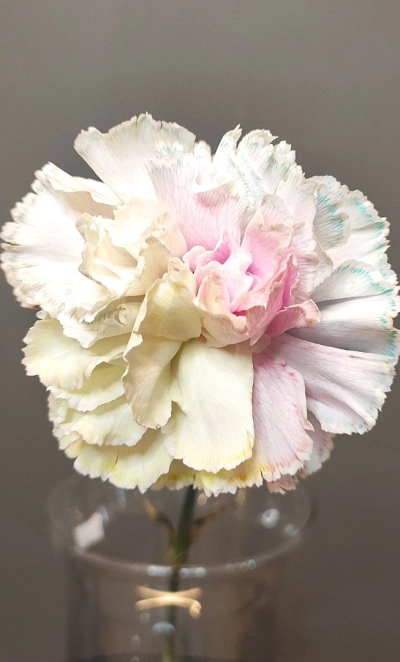 Диантус разноцветный