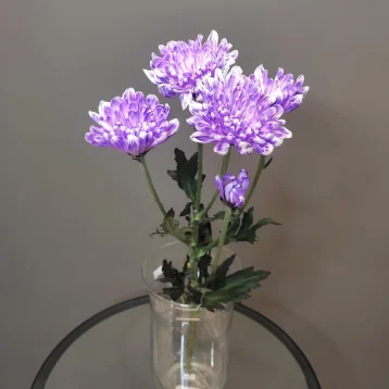 Хризантема кустовая фиолетовая