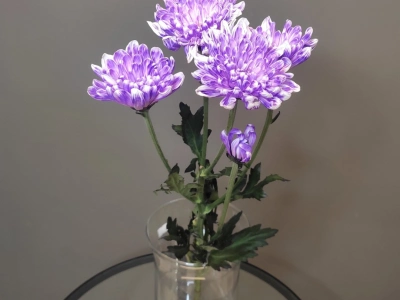 Хризантема кустовая фиолетовая