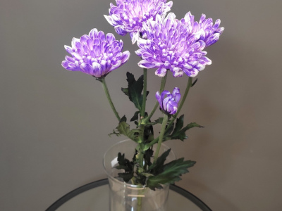 Хризантема кустовая фиолетовая