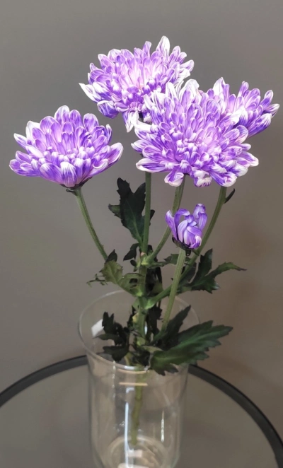 Хризантема кустовая фиолетовая