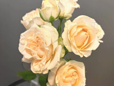 Роза кустовая кремовая