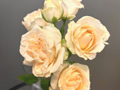 Роза кустовая кремовая