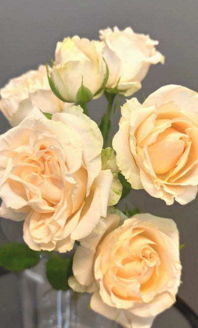 Роза кустовая кремовая