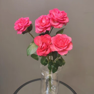 Роза кустовая розовая