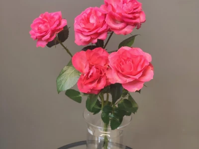 Роза кустовая розовая