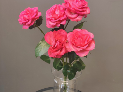 Роза кустовая розовая