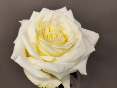 Роза пионовидная