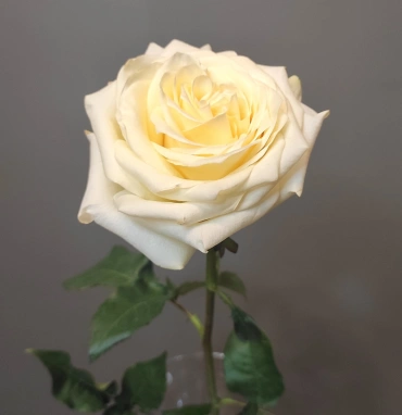 Роза пионовидная