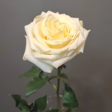 Роза пионовидная