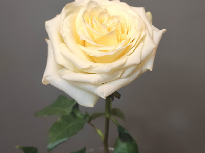 Роза пионовидная