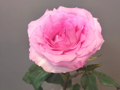 Роза розовая Эквадорская