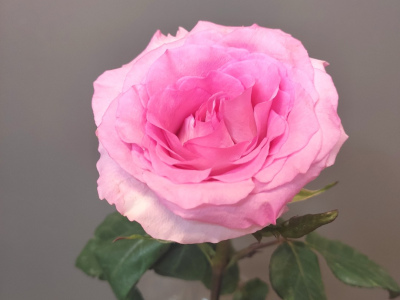 Роза розовая Эквадорская