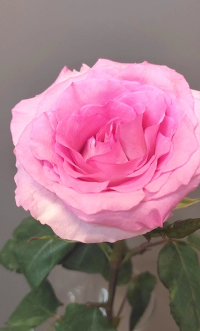 Роза розовая Эквадорская