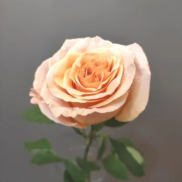 Роза персиковая