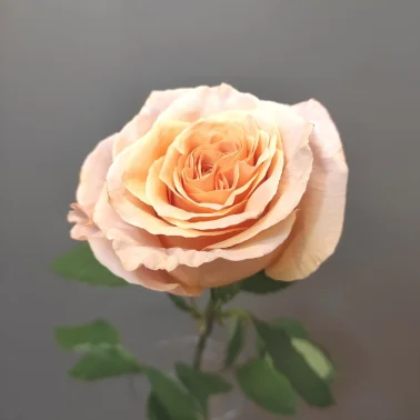 Роза персиковая