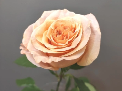 Роза персиковая