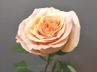 Роза персиковая