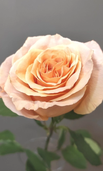 Роза персиковая