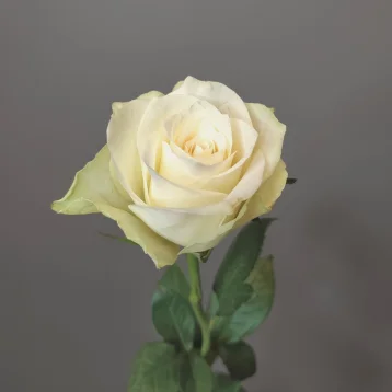 Роза кенийская белая