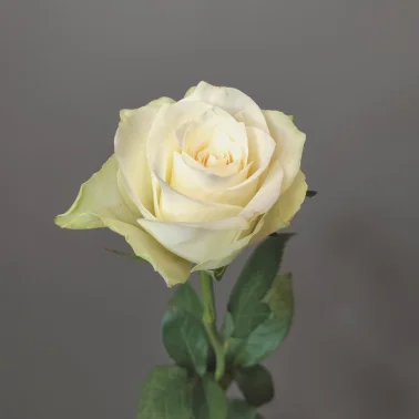 Роза кенийская белая