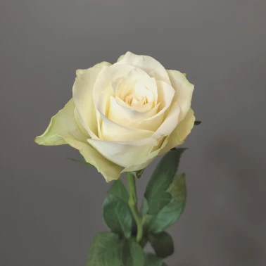 Роза кенийская белая