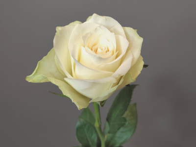 Роза кенийская белая.