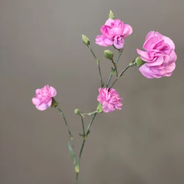 Диантус кустовой сиреневый