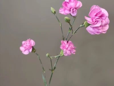 Диантус кустовой сиреневый