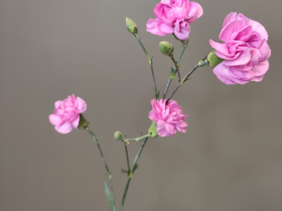 Диантус кустовой сиреневый