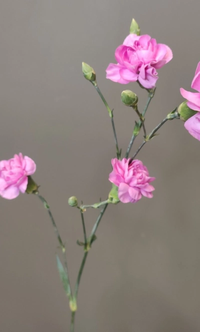 Диантус кустовой сиреневый