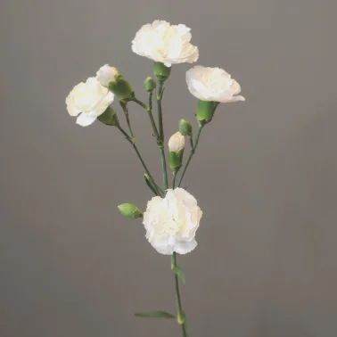 Диантус кустовой белый