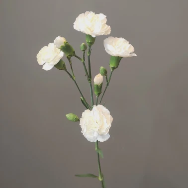 Диантус кустовой белый