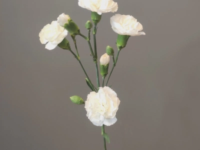 Диантус кустовой белый