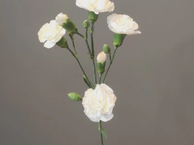 Диантус кустовой белый