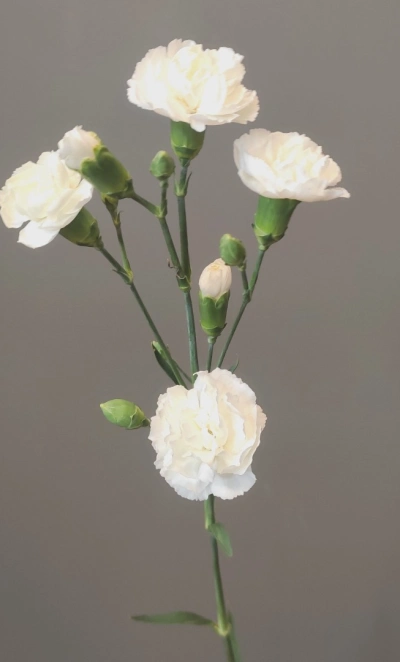 Диантус кустовой белый