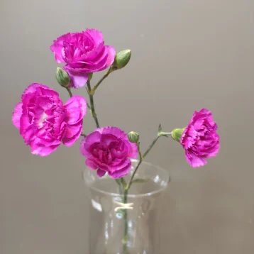 Диантус кустовой пурпурный