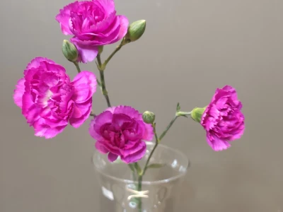 Диантус кустовой пурпурный