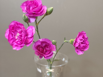 Диантус кустовой пурпурный