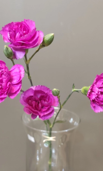 Диантус кустовой пурпурный