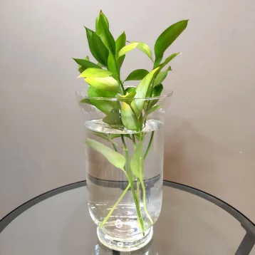 Ваза «Верда»