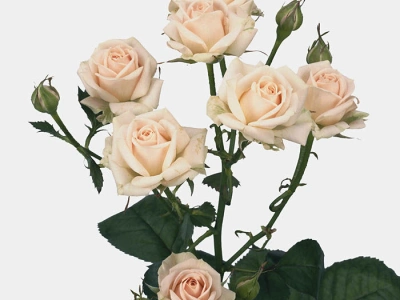 Роза кустовая Яна