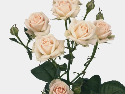 Роза кустовая Яна