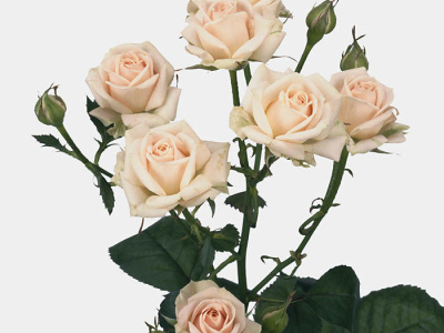 Роза кустовая Яна