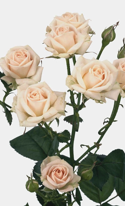 Роза кустовая Яна