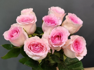 Монобукет «9 розовых роз»