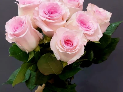 Букет роз «Зефирки»