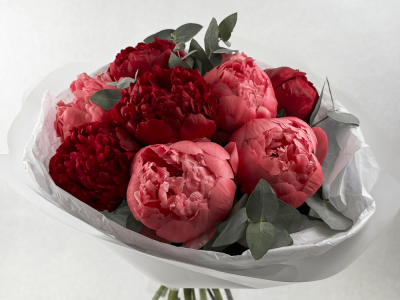 Моно из пионов «Бордо»