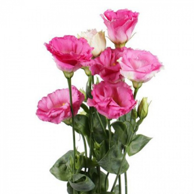 Эустома розовая от «Цветочных дел Мастер»